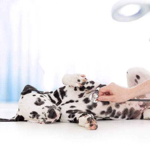 Spay & Neuter