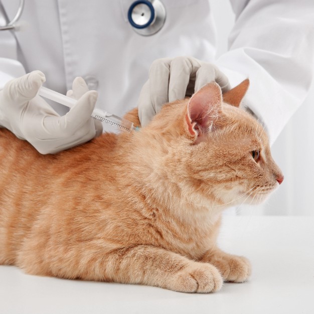 Vaccinations