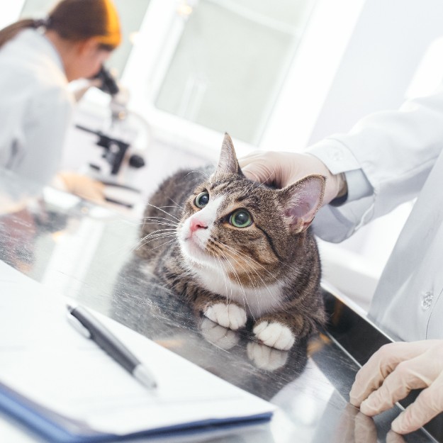 Wellness Exams